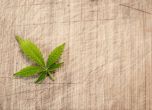 Гърция легализира производството на марихуана за медицински цели