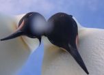 Пингвини си направиха селфи (видео)