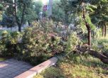 Бурният вятър събори 8 дървета в София