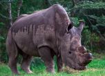 Почина Судан - последният мъжки северен бял носорог