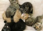 Гуардиола осинови четири котета от приют