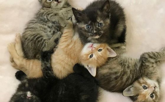 Гуардиола осинови четири котета от приют