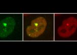 Български учени с ключово откритие за борбата с рака: разбраха как протеините поправят ДНК (видео)