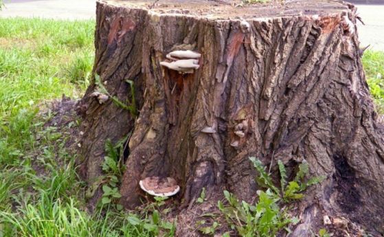 Мъж отряза общинско дърво, с цел да го открадне