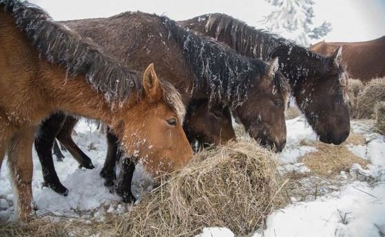 БАБХ проверява случая с бедстващите коне в Осоговската планина