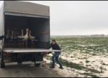 Красиво: Пуснаха на свобода спасените щъркели в Дулово (видео)