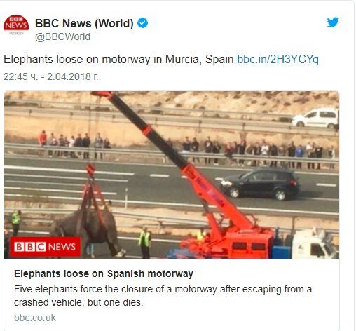 Магистрала в Испания бе затворена заради пет слона, които избягаха