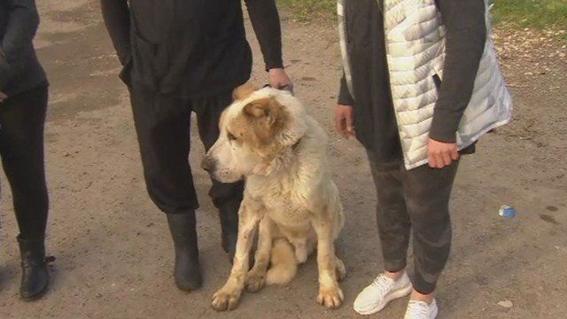 14 мъртви кучета, открити в частен имот в Перник, са