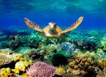 Австралия повежда битка за Големия бариерен риф, влага стотици милиони в опазването на коралите