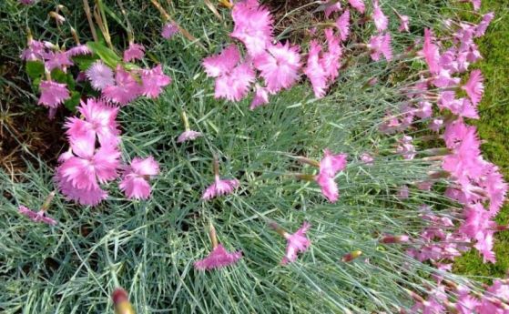 Май започва със слънце облаци след обяд и краткотрайни валежи