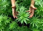 Българи държали плантации с марихуана в САЩ, наемали сърби за 6000 долара на месец