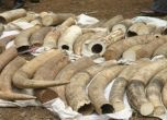 Индийският съд с решение в защита на слоновете: всички бивни са собственост на правителството