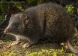 Мишки застрашени от изчезване заради прекалено много секс