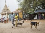 Българи ваксинираха 60 хил. кучета и котки в Мианмар срещу бяс