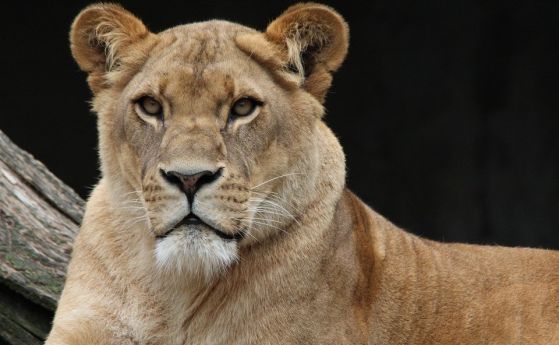 Лъвове, тигри и ягуар избягаха от зоопарк в Германия (обновена)