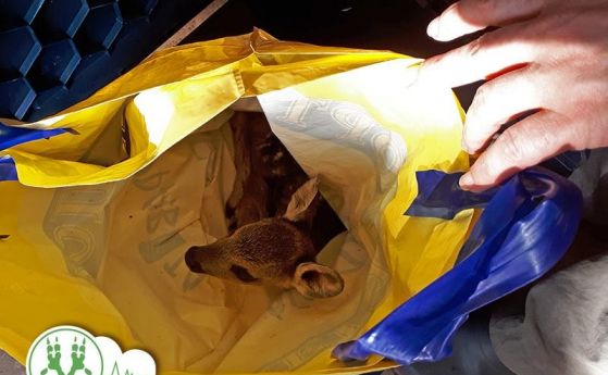 Шокиращ случай: Гъбари продават новородена сърна за 5 лева в найлонов плик