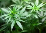 Канада направи важна стъпка към легализирането на марихуаната