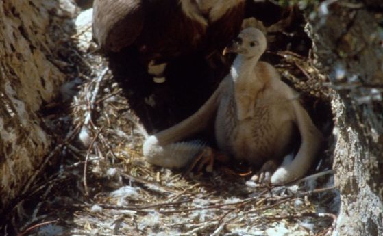 Добра вест! Повече белоглави лешоядчета се излюпиха тази пролет в Източните Родопи