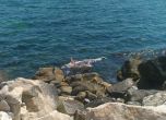 Тяло на делфин изплува край Варна