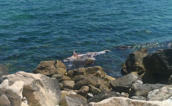 Тяло на делфин изплува край Варна