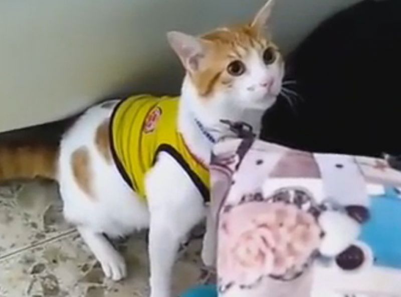 Находчив футболен фен научи котката си не просто да гледа