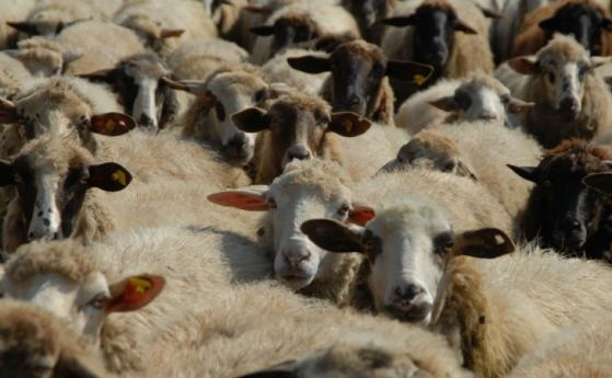 Земеделският министър отива при протестиращите животновъди в Ямболско