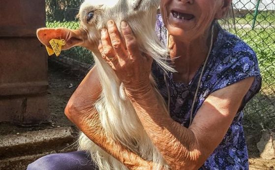  Баба Дора, която разплака България: Паднах на колене пред Порожанов, с цел да спася стадото. Не става 