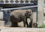 Затягат пропускателния режим в столичния зоопарк заради чумата