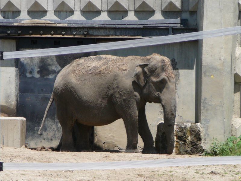 В столичния зоопарк са въведени строги мерки по пропускателния режим