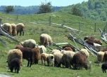 Фонд Земеделие увеличи помощта за овцевъдите и козевъдите