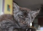 Валкирий - котето с човешко лице, което спечели сърцата на цял свят (снимки)