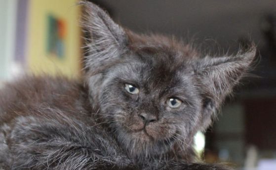 Валкирий е очарователно двумесечно котенце от породата мейн кун което