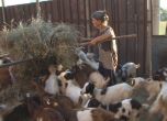 Евтаназираха стадото на баба Дора в Шарково (обновена)