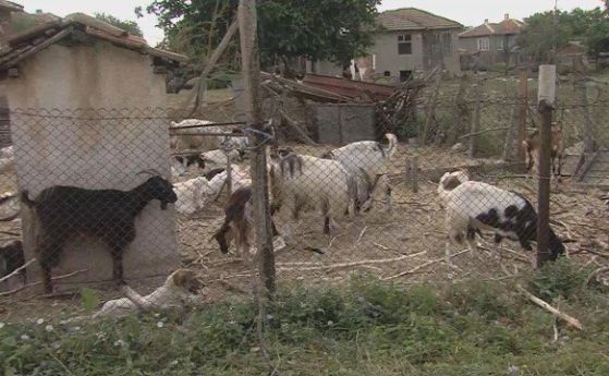 От днес плащат обезщетенията в Шарково за евтаназираните животни