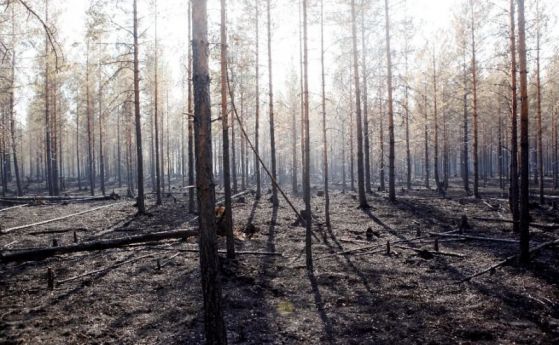 Пожари бушуват и в Швеция, не е валяло от май