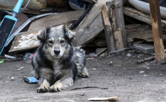 24 хил. бездомни кучета шетат из страната