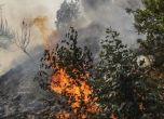 Пожар рани 44 души в изгарящата от слънцето Португалия