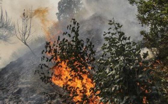 Пожар рани 44 души в изгарящата от слънцето Португалия