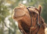 Турчин продава камилата си, за да се откупи от военна служба