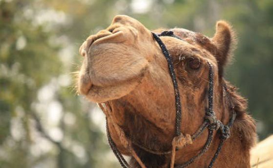Турчин продава камилата си, за да се откупи от военна служба