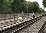 Спряха временно метрото в Ню Йорк заради кози на релсите