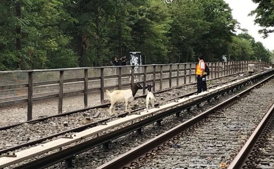 Спряха временно метрото в Ню Йорк заради кози на релсите