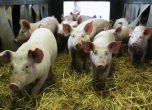 БАБХ проверява сигнал за Африканска чума по свинете