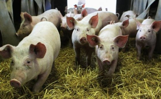  БАБХ ревизира сигнал за Африканска чума по свинете 