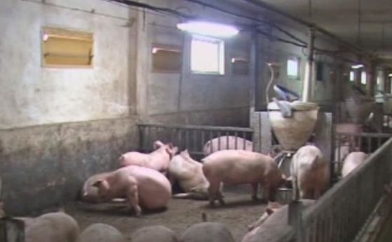  Евтаназираха 65 свине поради африканска чума, две села под полицейска обсада 