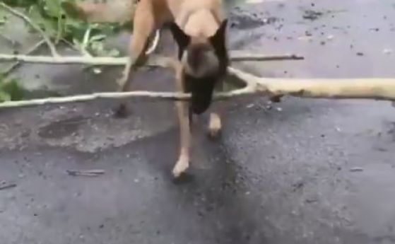 Куче доброволец се включи в разчистването след урагана Флорънс (видео)