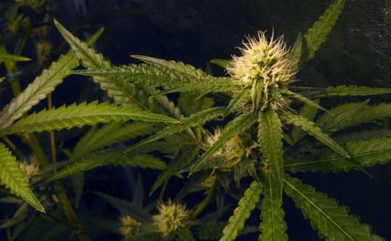 Грузия обмисля да започне износ на марихуана