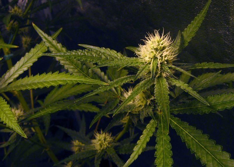 Грузия обмисля да започне да отглежда марихуана за износ.  Предложението