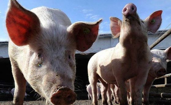 БАБХ даде фермери от Болярово на прокурор: бойкотирали мерките срещу чумата по свинете