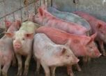 По 70 лева за заклано заради чумата прасе одобри правителството